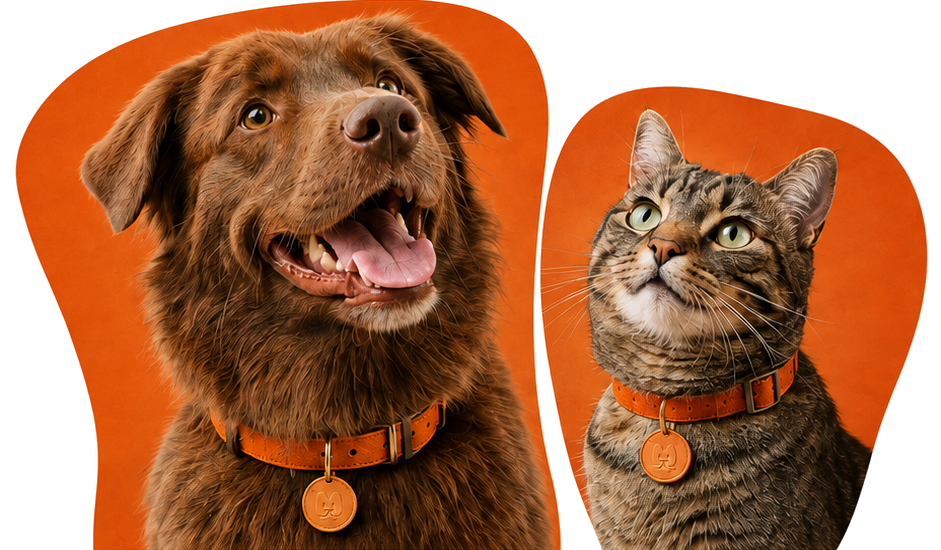Un chien et un chat portant des colliers MOUF